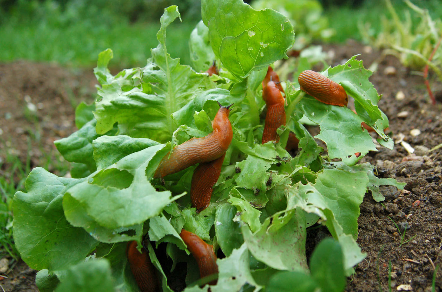 Five common garden invaders and how to control them